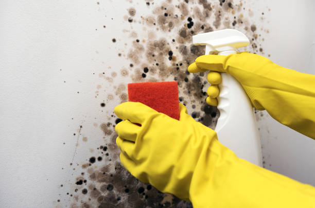 Best Toxic Mold Removal  in Clear Lake Shores, TX