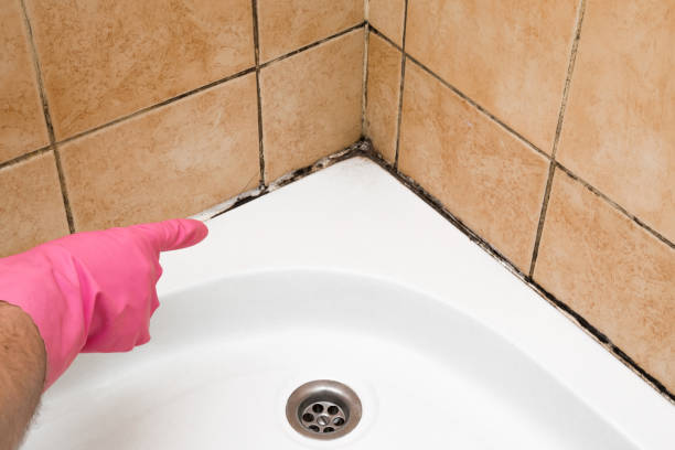Professional Mold Removal in Clear Lake Shores, TX